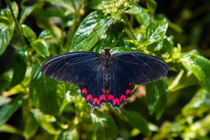types of butterflies - Montezuma’s Cattleheart