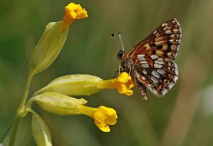 types of butterflies - Duke of Burgundy