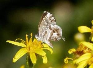 types of butterflies - Geranium Bronze