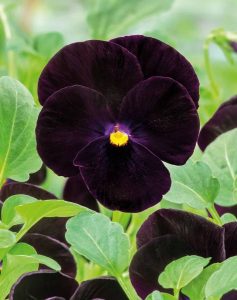 black flowers - viola