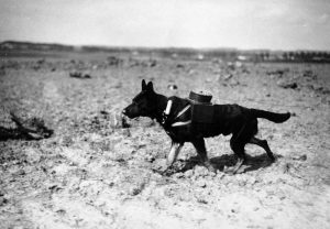 12 Animals used at War You Might Never Thought it Was Really Used