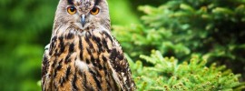 owl facts - All Terrain Bird