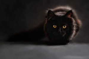black cat - Black Color Categories - collective-evolution.com