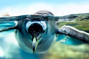 14 Fabulous Facts About Penguin That You Need To Know It All
