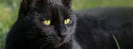 black cat - Irrational Fears - daysoftheyear.com