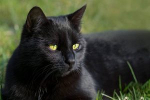 black cat - Irrational Fears - daysoftheyear.com