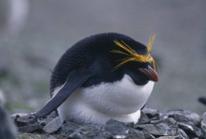17 Amazing Species Of Penguin That You Didn’t Know It Before