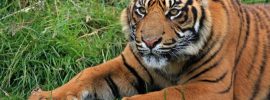 tiger facts - Tiger Stripes are Unique - ambientum.com