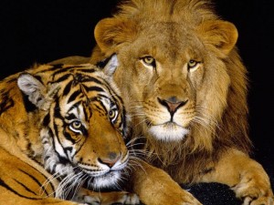 Tigers Are Generous and Nicer Than Lions