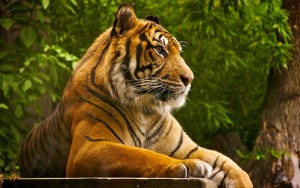 Tigers Have Antiseptic Saliva