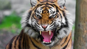 Tigers Rarely Roar