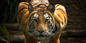 Tigers Should be the Real King of the Jungle