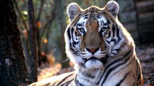 tiger facts - Tiger’s Urine Smells Like Buttered Popcorn - ranthamborenationalpark.com