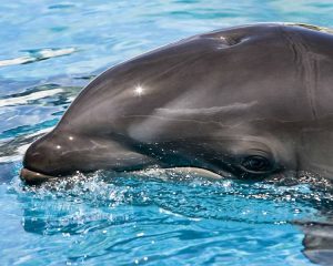 animal crossing - Wholphin - images : en.wikipedia.org