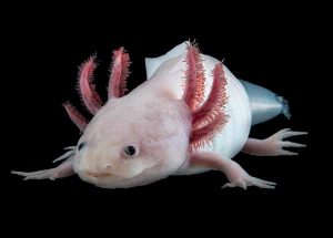 animal skill - Axolotl - arstechnica.com