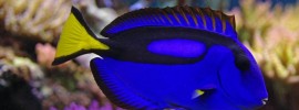 saltwater aquarium - blue tang