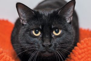 black cat - Hard To Find - animalfriends.co.uk