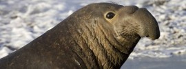 animal migration - elephant seal