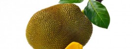 jackfruit - jackfruit - jackfruit seeds poisonous