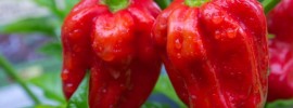 hottest chilli - red savina Pepper