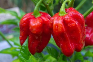 17 Kinds Of The World’s Spiciest Chilies That Can Burn Your Tongue