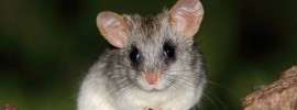 rare animals - The Red Crested Tree Rat